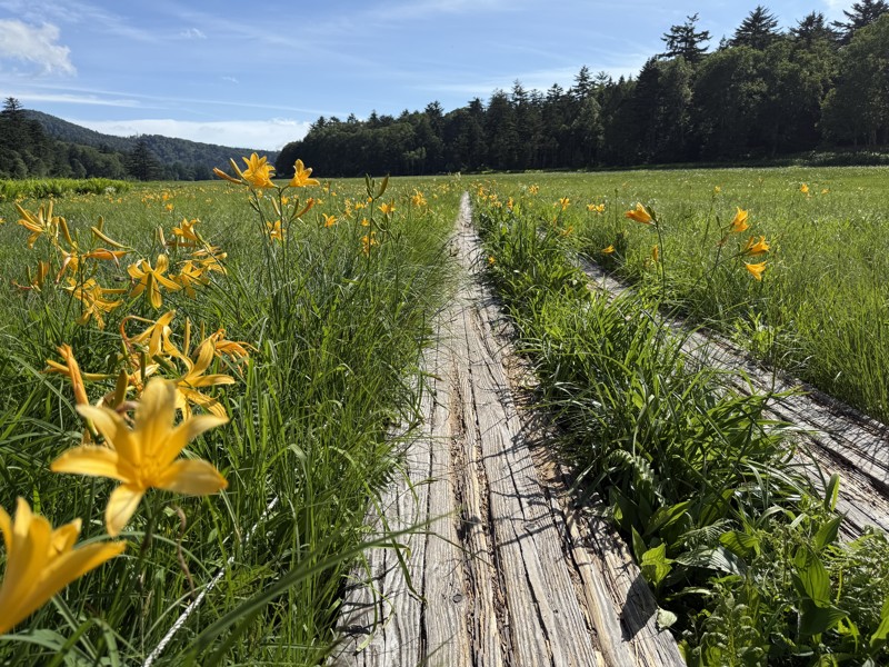 尾瀬沼のニッコウキスゲ