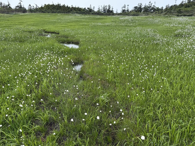至仏山のワタスゲ